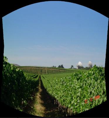 A vinyard in central Chile